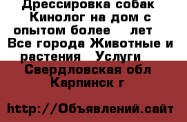 Дрессировка собак (Кинолог на дом с опытом более 10 лет) - Все города Животные и растения » Услуги   . Свердловская обл.,Карпинск г.